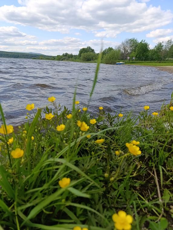Лютики у самой воды