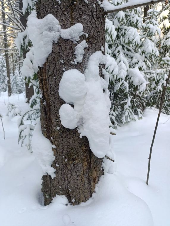Сосны в снегу